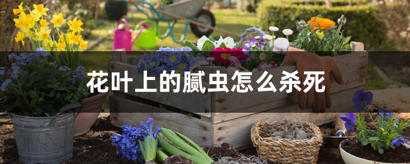 花叶上的腻虫怎么杀死，什么药有效