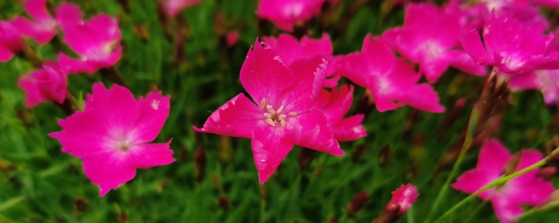 石竹花开完花后怎么办，怎么换盆