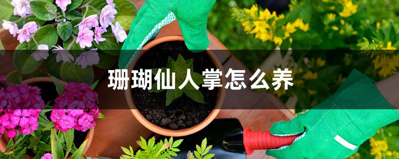 珊瑚仙人掌怎么养，怎么繁殖