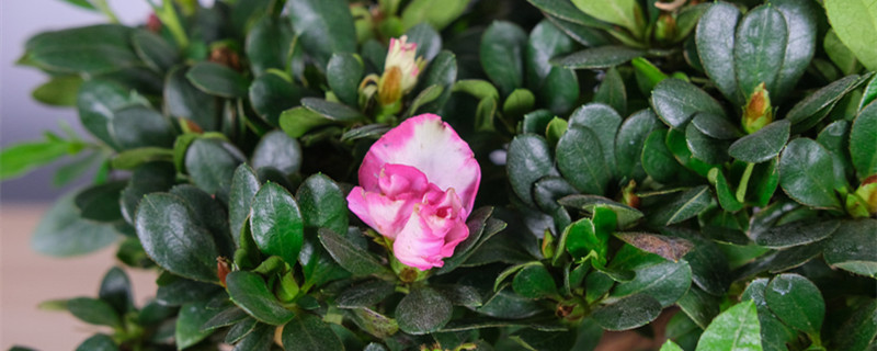 杜鹃花怎么剪枝，什么季节修剪