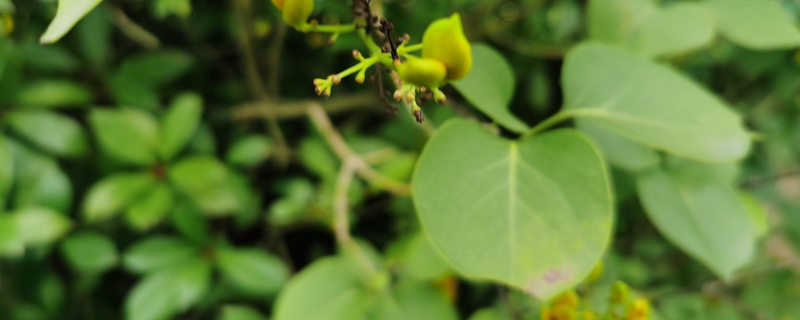 丁香花叶子枯怎么办，什么原因引起的