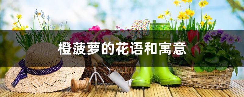 橙菠萝的花语和寓意,如何水养 橙菠萝的花语和寓意,如何水养