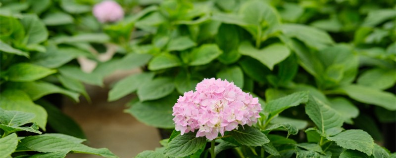 绣球开花了颜色淡怎么办，是什么原因