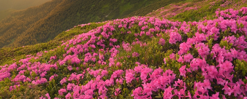 杜鹃花种子怎么播种，什么时候分苗