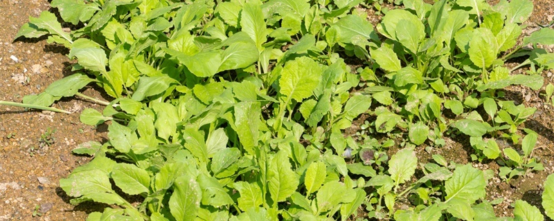 鸡毛菜怎么种，怎么浇水