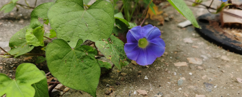 牵牛花叶子枯萎了怎么办，咋回事