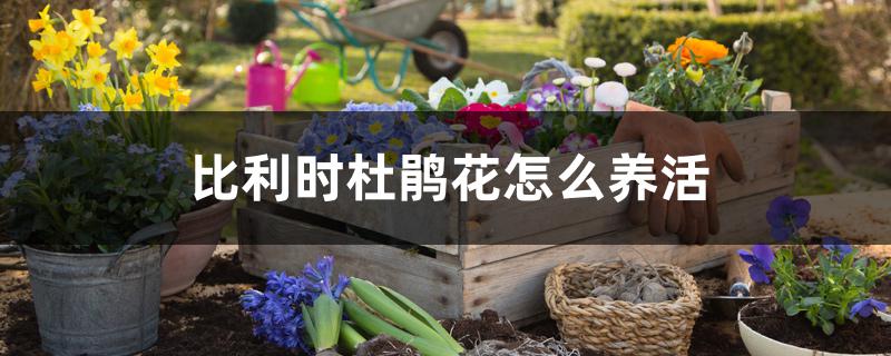 比利时杜鹃花怎么养活，可以养在家里吗