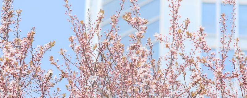 丁香花掉叶子是怎么回事，叶子尖像烧焦