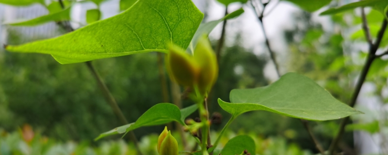 丁香和紫荆的叶子有什么区别，分别怎么养护