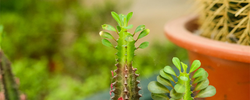 龙骨花掉叶子怎么回事，怎么挽救