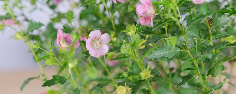 小木槿花苞发黄怎么办，是什么原因