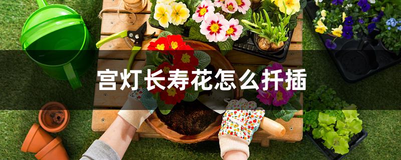 宫灯长寿花怎么扦插，扦插后如何养护