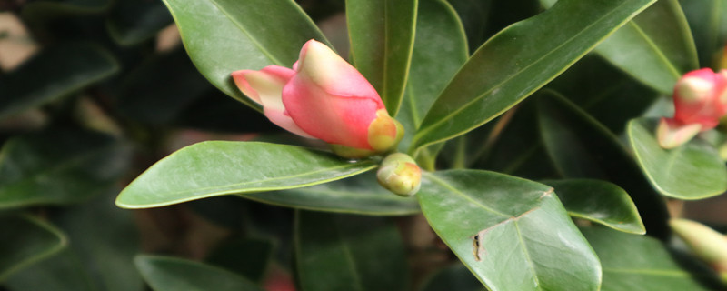 冬天耐寒的植物有哪些，冬天适合养什么