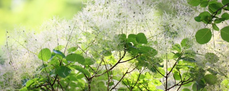 黄栌下山桩可以直接上盆吗,种植方法 黄栌下山桩可以直接上盆吗,种植方法
