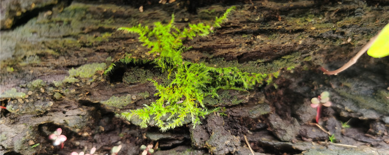 干了的苔藓浇水还能活吗，怎么养