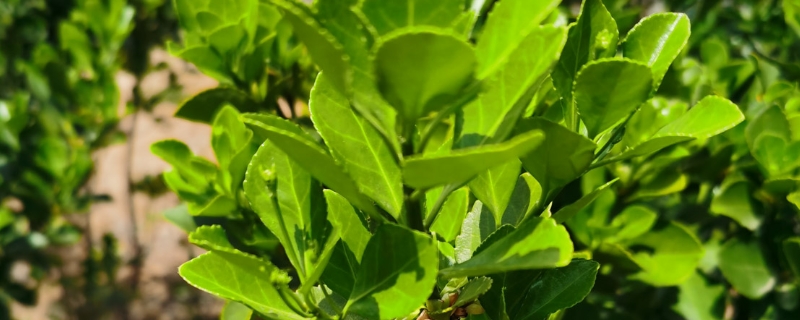 卫矛耐寒多少度,冬季需要防寒吗 卫矛耐寒多少度,冬季需要防寒吗