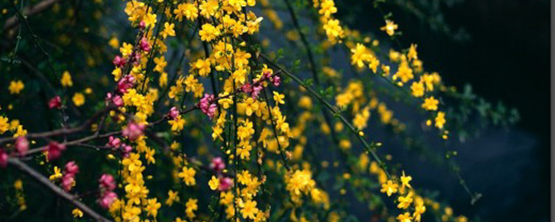 迎春花怕冻吗，如何顺利越冬