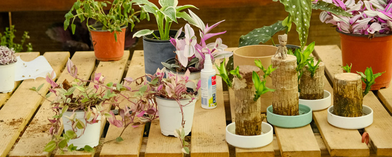 花冻了还能有补救办法,冬季如何避免受冻 花冻了还能有补救办法,冬季如何避免受冻