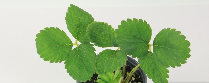 草莓冬天会开花结果吗,冬天会冻死吗 草莓冬天会开花结果吗,冬天会冻死吗