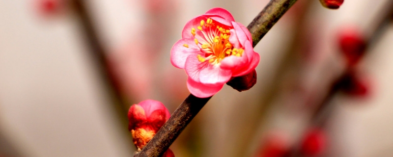 红梅花期，一年开花几次