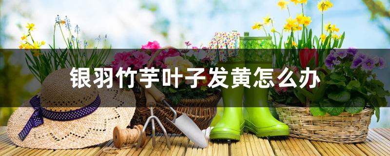 银羽竹芋叶子发黄怎么办,多久浇水一次 银羽竹芋叶子发黄怎么办,多久浇水一次