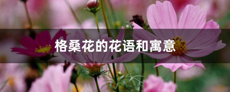 格桑花的花语和寓意