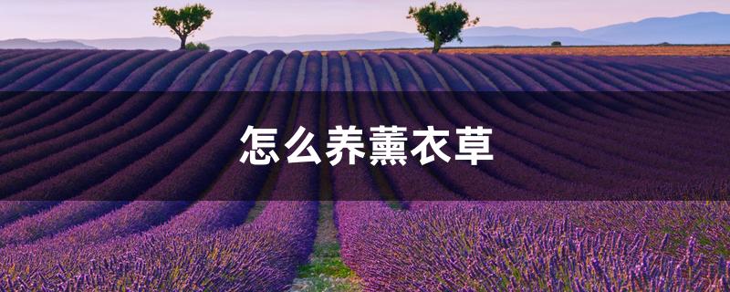 怎么养薰衣草，薰衣草的花语是什么