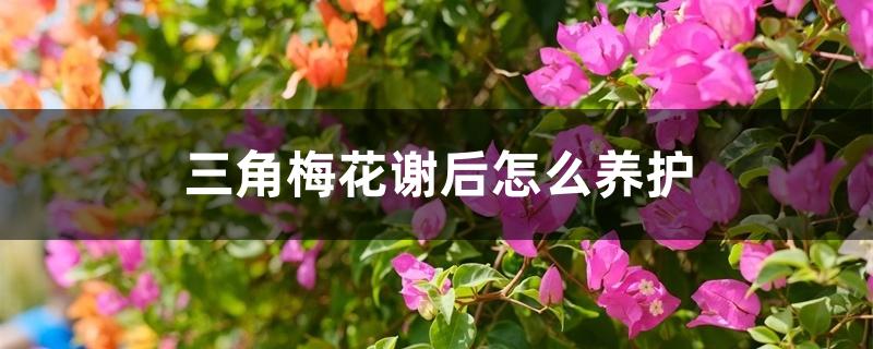 三角梅花谢后怎么养护，冬季如何浇水