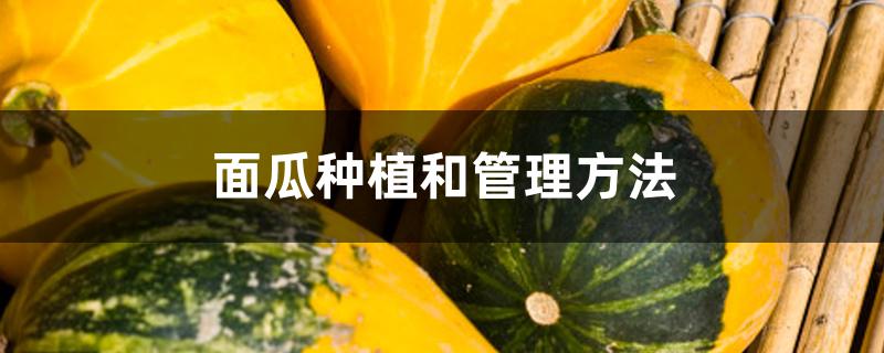 面瓜种植和管理方法