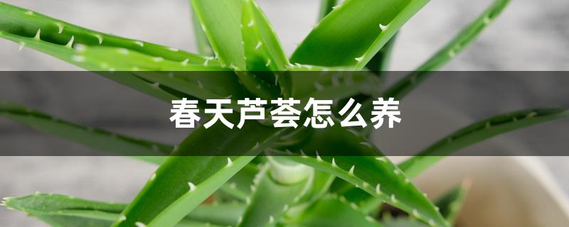 春天芦荟怎么养，如何换盆