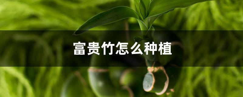 富贵竹怎么种植，多久才会生根