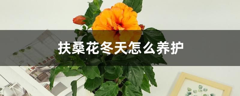 扶桑花冬天怎么养护，需要注意什么