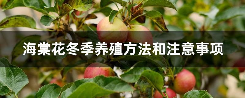 海棠花冬季养殖方法和注意事项 海棠花冬季养殖方法和注意事项
