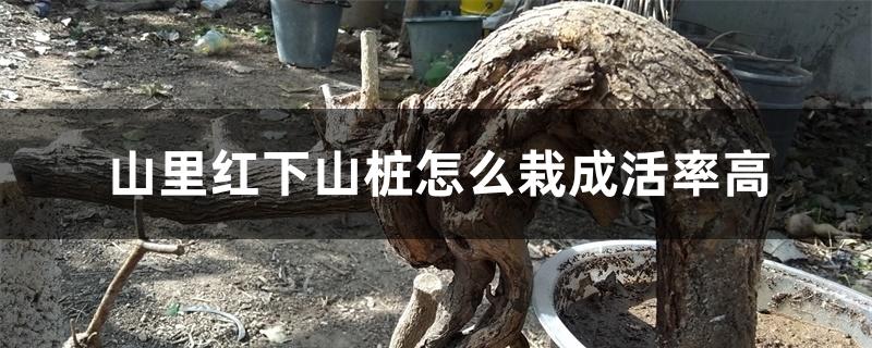 山里红下山桩怎么栽成活率高，怎么控制水肥