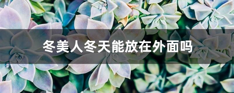 冬美人冬天能放在外面吗，如何过冬