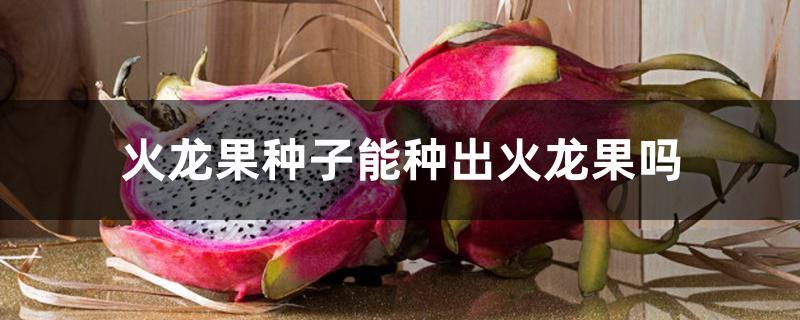 火龙果种子能种出火龙果吗，幼苗如何长得快