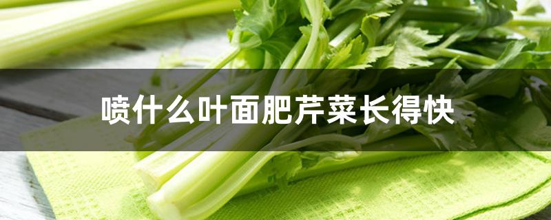 喷什么叶面肥芹菜长得快，长得慢怎么解决