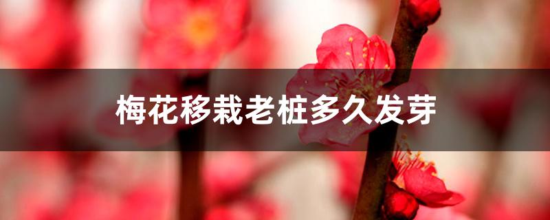 梅花移栽老桩多久发芽,怎样让老桩发芽 梅花移栽老桩多久发芽,怎样让老桩发芽