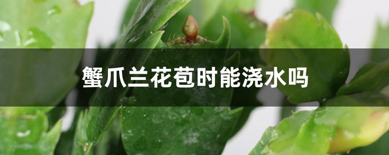 蟹爪兰花苞时能浇水吗，叶子变薄变软了怎么办