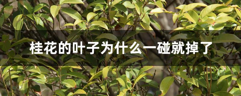 桂花的叶子为什么一碰就掉了，如何补救