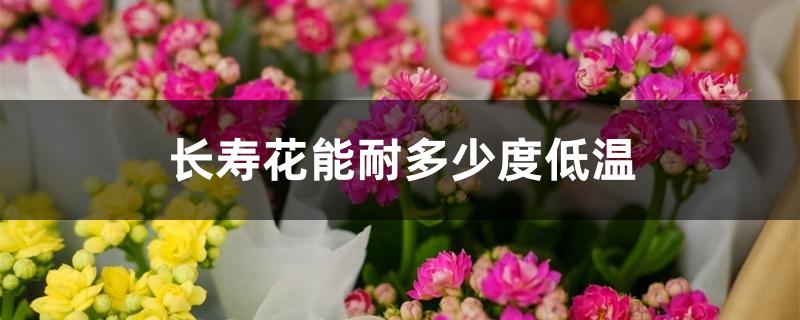 长寿花能耐多少度低温，室外能过冬吗