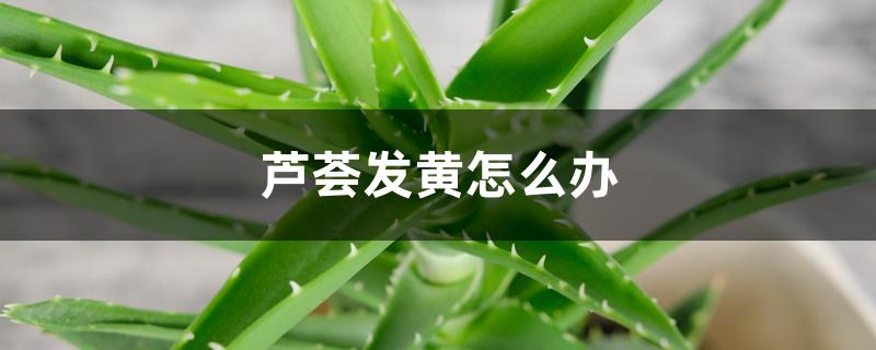 芦荟发黄怎么办，怎么给芦荟浇水