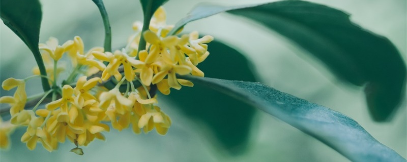 桂花的花语和寓意