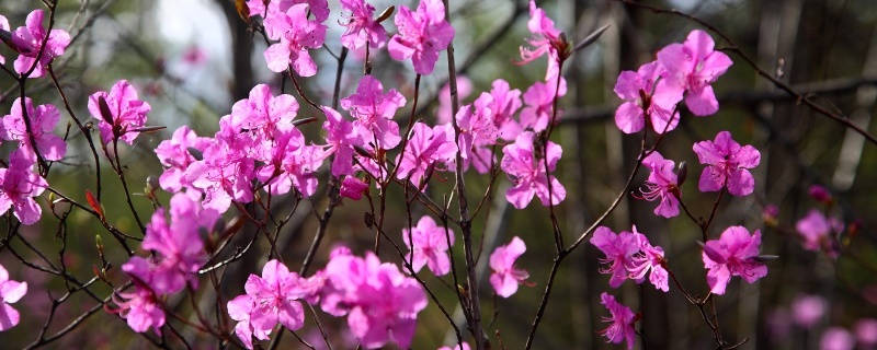 干杜鹃花的花语和寓意