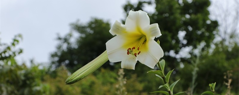 野百合的花语和寓意