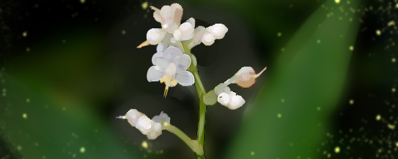 杜若的花语和寓意