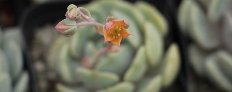 吉娃莲的花语和寓意