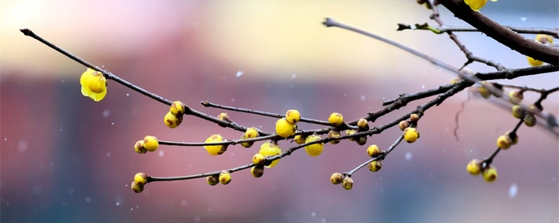 蜡梅的花语和寓意