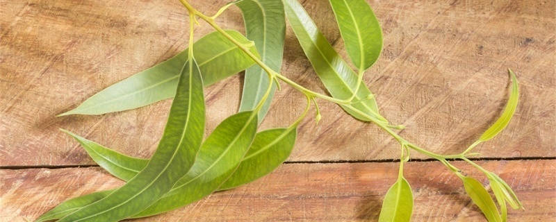 蓝桉的花语和寓意
