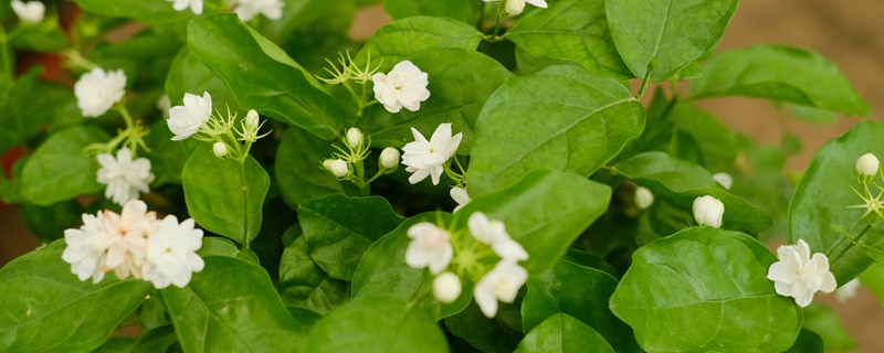 茉莉花的花语和寓意